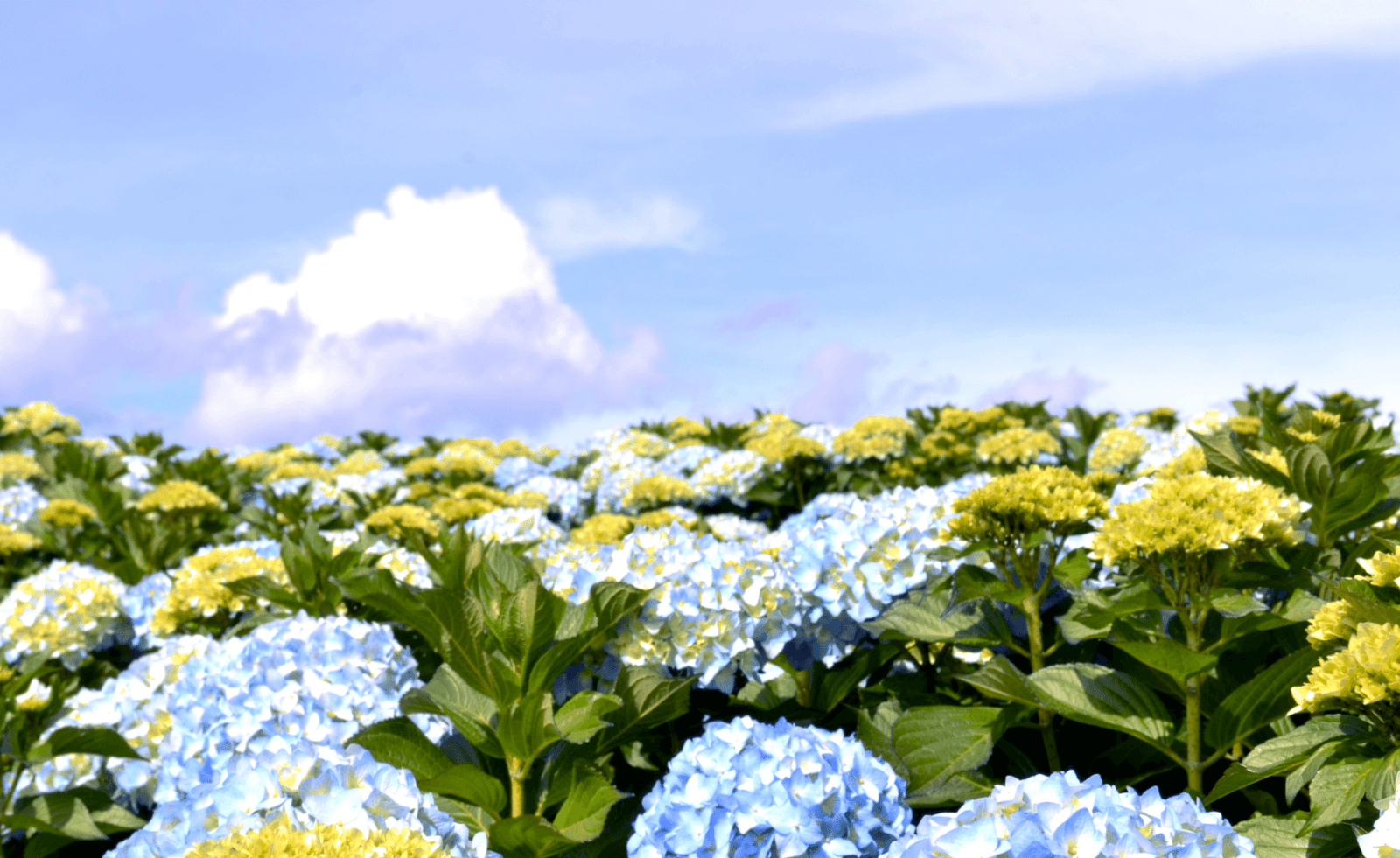 Florandina Banner