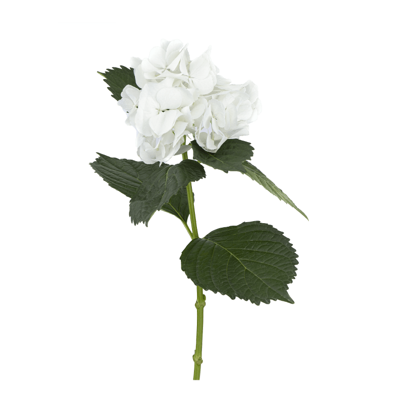 White-Big-Petal